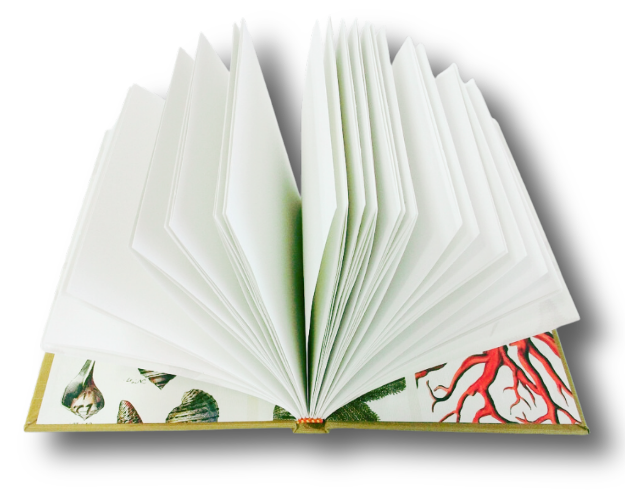 Gallery 1 - Casebounbd book with pages open